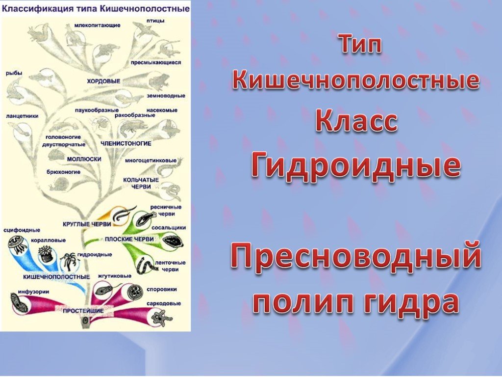 Дарк маркетплейс кракен
