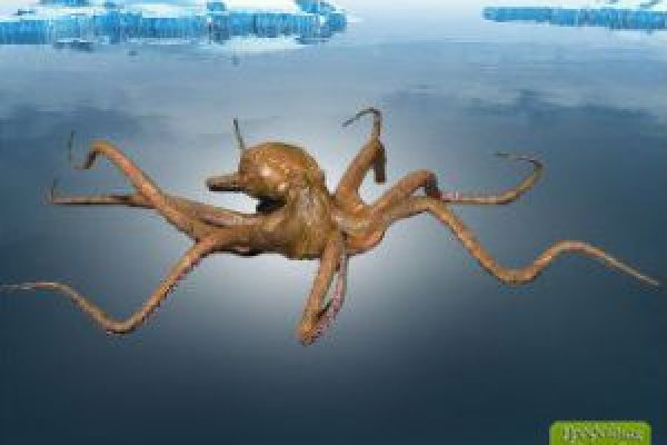 Kraken рабочая ссылка 2025