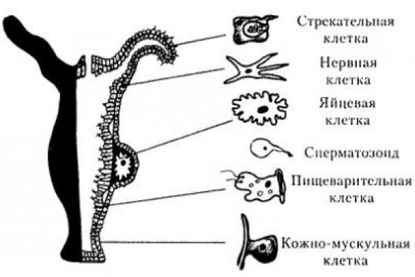 Kraken пользователь не найден при входе