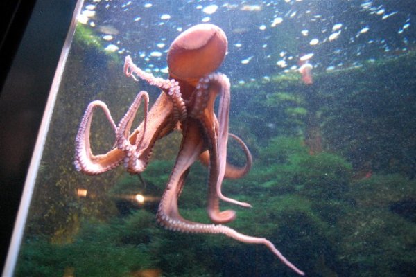 Настоящий сайт kraken