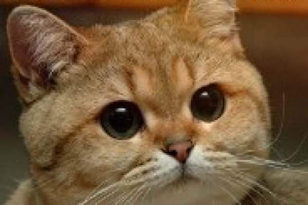 Как пополнить кошелек на кракене даркнет